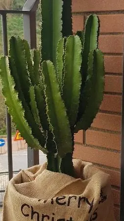 Apartment Il Cactus Vacanze Capena